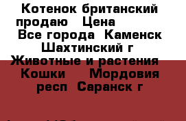 Котенок британский продаю › Цена ­ 3 000 - Все города, Каменск-Шахтинский г. Животные и растения » Кошки   . Мордовия респ.,Саранск г.